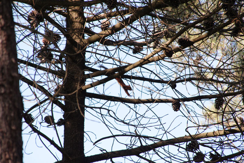 Sciurus vulgaris - Lido di Dante (RA)